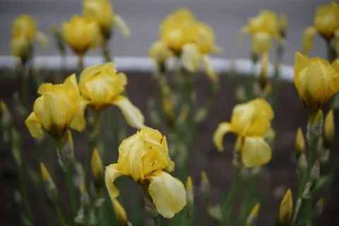Iris flowers closeup Foto stock