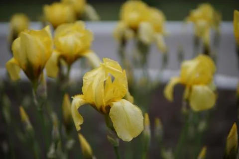 Iris flowers closeup Stock Photos