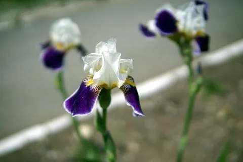Iris flowers closeup Stock Photos