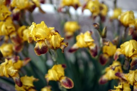 Iris flowers closeup Stock Photos