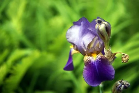 Iris flowers closeup Stock Photos
