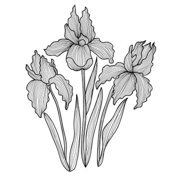Iris flowers, design element, decoration for invitations, cards, banners Stock Illustration