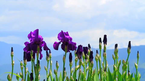Iris flowers field with blue sky and mountain in the background. Stock Footage 38567410