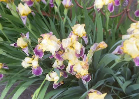 Iris flowers on foliage background for use on site about plants Stock Photos