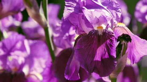 Iris. flowers Stock Footage 50328087