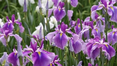 Iris flowers Stock Footage 74722670