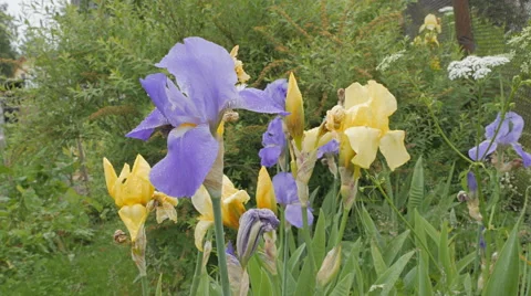 Iris flowers in the garden Stock Footage 64793872
