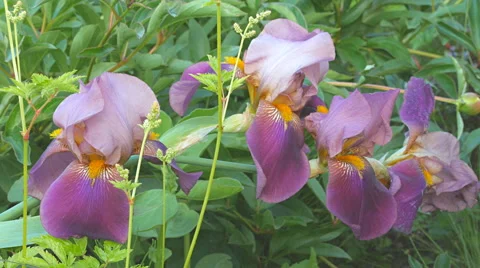 Iris flowers in the garden Stock Footage 64793887