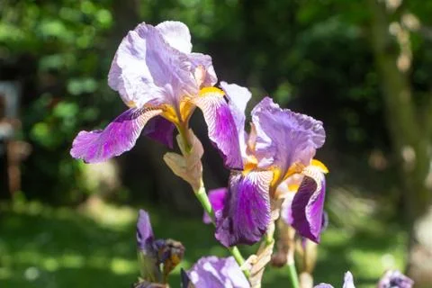 Iris flowers in a garden Stock Photos
