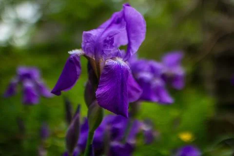 Iris flowers in the garden Stock-Fotos