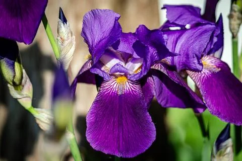 Iris flowers in the garden  Stock Photos