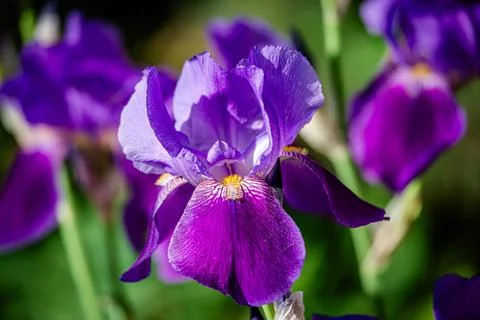 Iris flowers in the garden  Stock Photos