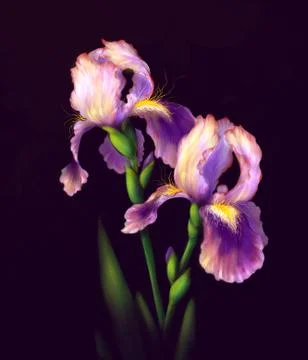 Iris Flowers Isolated Illustrazione stock