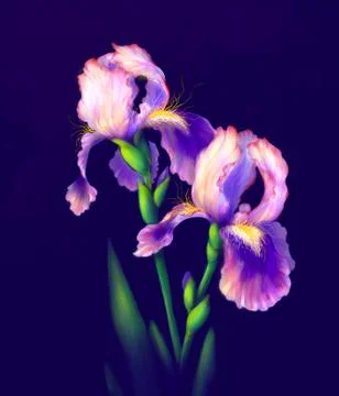 Iris Flowers Isolated Stock Illustration