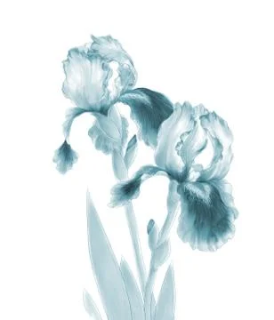 Iris Flowers Isolated on White Background Stock Illustration