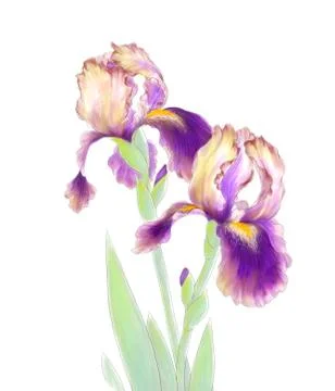 Iris Flowers Isolated on White Background Stock Illustration