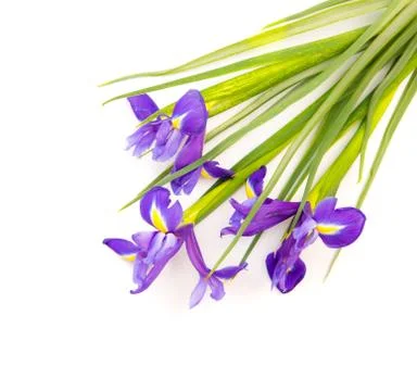Iris flowers isolated on white Stock Photos