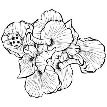 Iris flowers with ladybug line art Stock Illustration