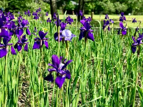 Iris flowers in the park Stock Photos