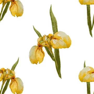 Iris flowers pattern Illustrazione stock