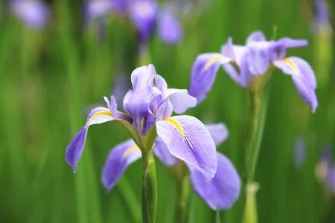 Iris flowers Stock Photos