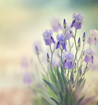 Iris Flowers Stock Photos