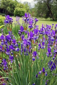 Iris flowers Foto stock