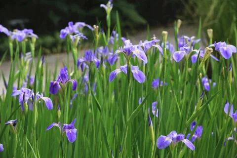 Iris flowers Stock Photos