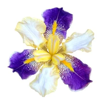 Iris flowers Stock Photos