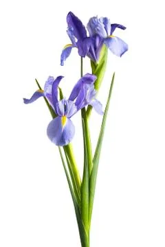 Iris flowers Stock Photos