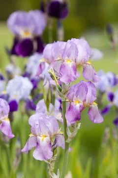 Iris flowers Stock Photos