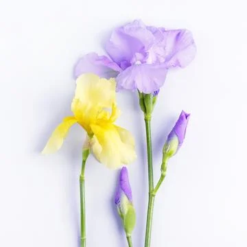Iris flowers Stock Photos