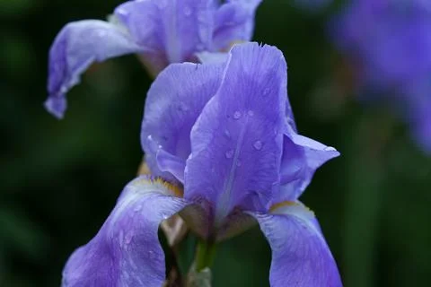 Iris flowers Stock-Fotos
