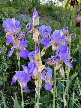 Iris flowers Foto stock