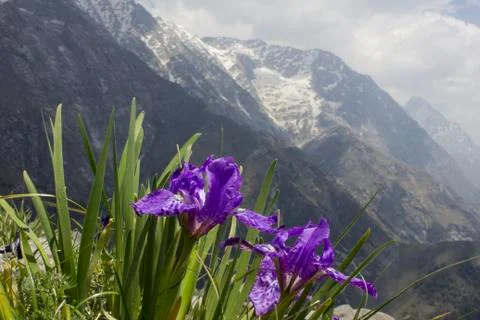 Iris flowers spring landscape view snowy mountains Foto stock