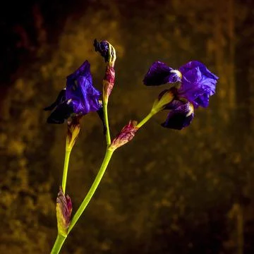 Iris flowers, studio shot Stock Illustration