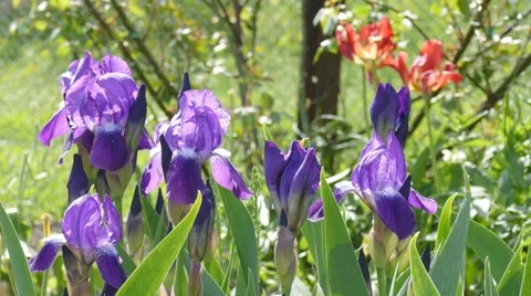 Iris flowers swaying in the wind. Bright sunny day Stock Footage 63326070