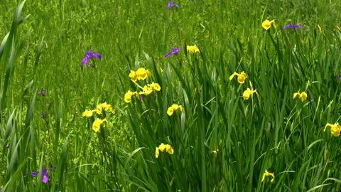 Iris flowers swaying in the wind Stock Footage