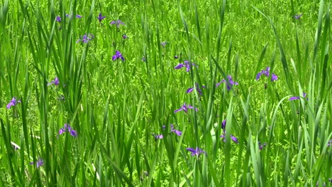 Iris flowers swaying in the wind Stock Footage 153828425