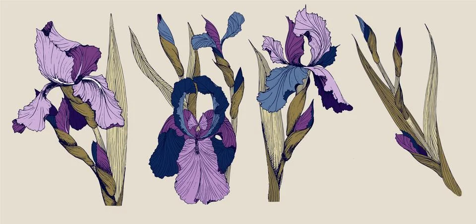 Iris flowers vector clip art set Stock Illustration
