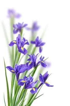 Iris Flowers on a White Stock Photos