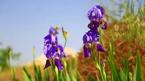 Iris flowers on wind Stock Footage 74516285