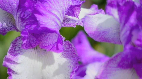 Iris. Stock Footage 682853