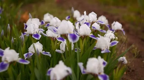 Iris Stock Footage 11051012