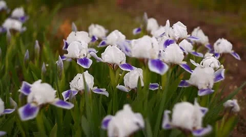 Iris Stock Footage 11051874