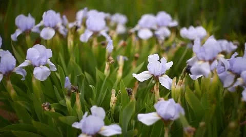 Iris Stock Footage 11052404