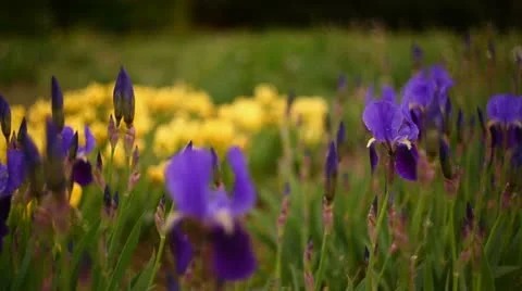 Iris Stock Footage 11052697
