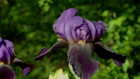 Iris Stock Footage 74133544