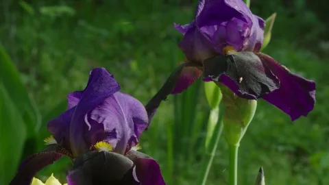 Iris Stock Footage 74133606