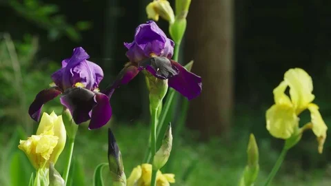 Iris Stock Footage 74133697